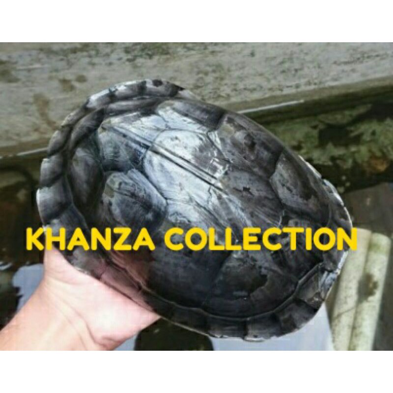 Terlaris….Kura-Kura Ambon Batok Indukan Sepasang (Free Pelet+Daun Ketapang)