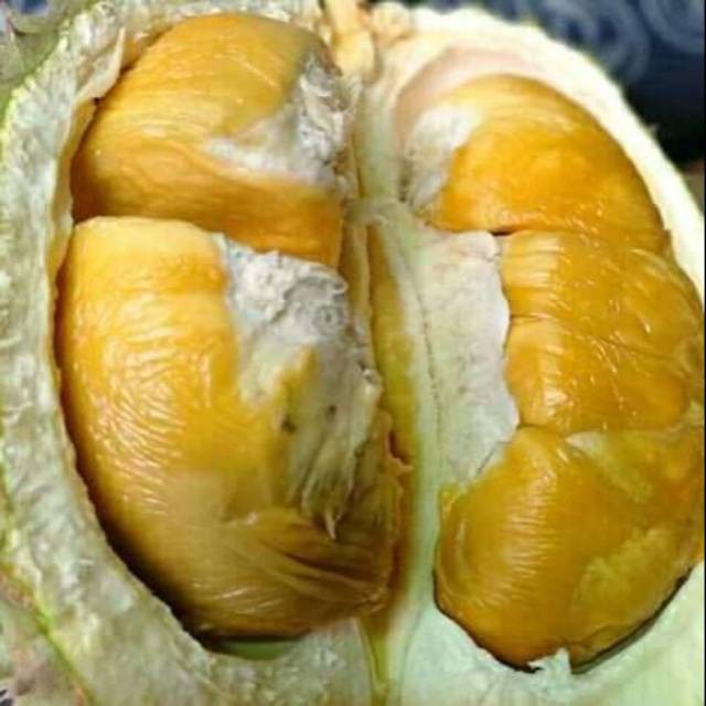 

Bibit durian kani super cepat berbuah stek okulasi