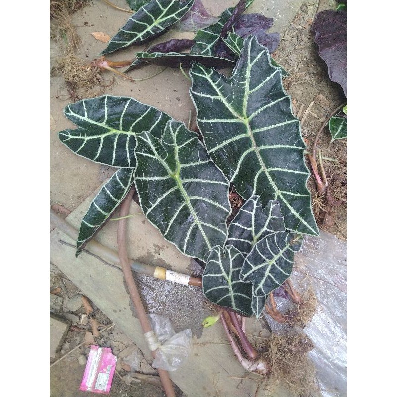 bonggol alocasia watsoniana sp.Kalbar