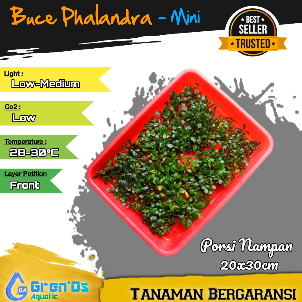 BucePhalandra Buce Phalandra Palandra Mini - Tanaman Tumbuhan Stamp stem Aquascape Low Co2 Coin