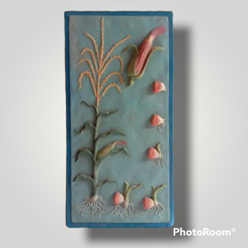 

Penampang model monokotil jagung, alat peraga pendidikan