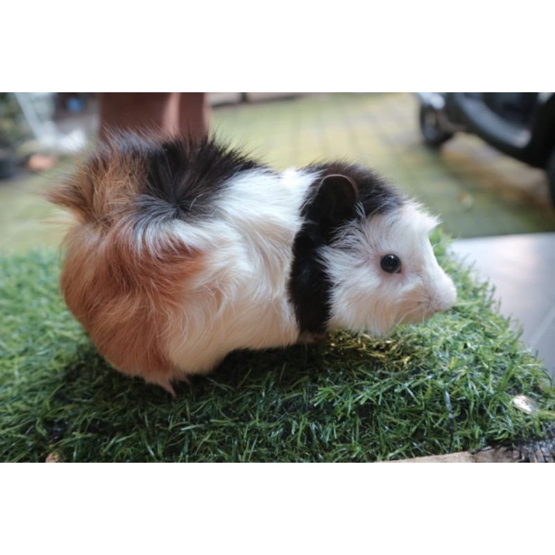 Marmut Peliharaan Lucu Guinea Pig Jenis Abyssinian Jabrig - Grabexpress Instant Shopee Indonesia