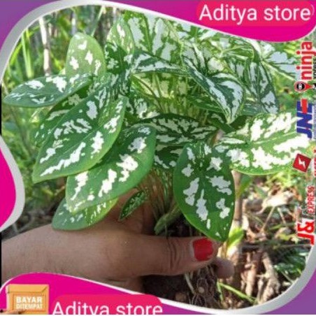 tanamn hias keladi Mutiara keladi mini unik/keladi Mutiara liliput