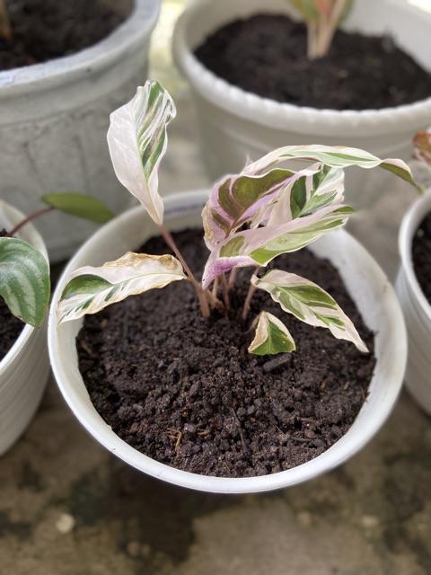 Calathea White Fusion / Tissue