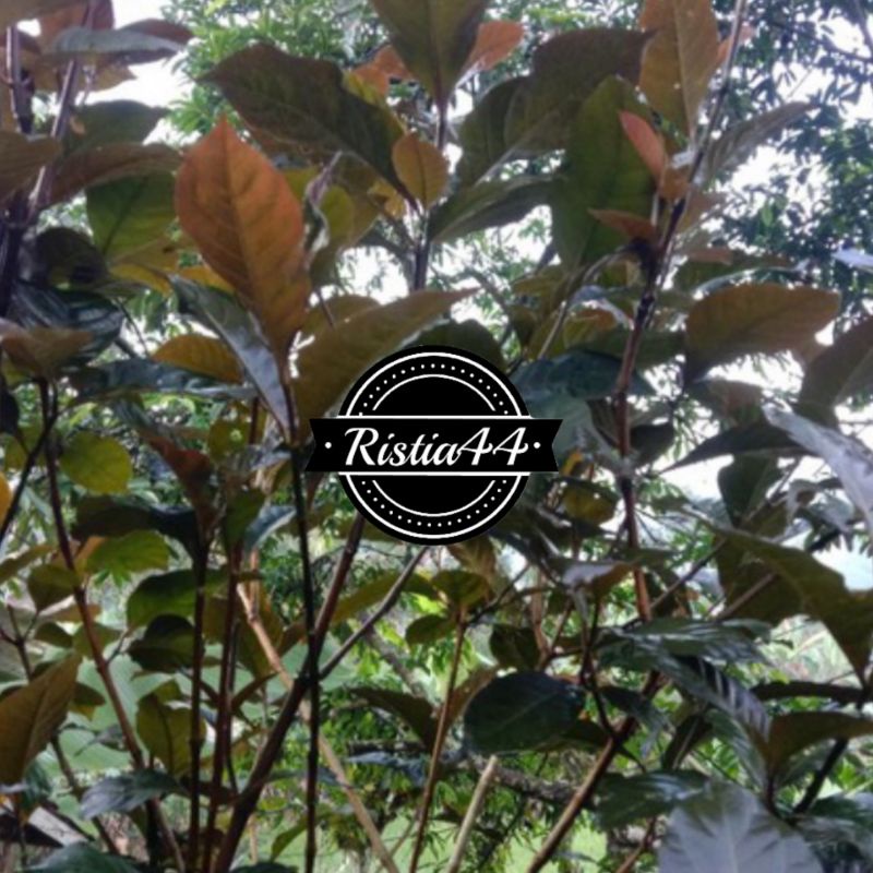 

Daun ungu handeuleum daun ungu segar 500 gr segar