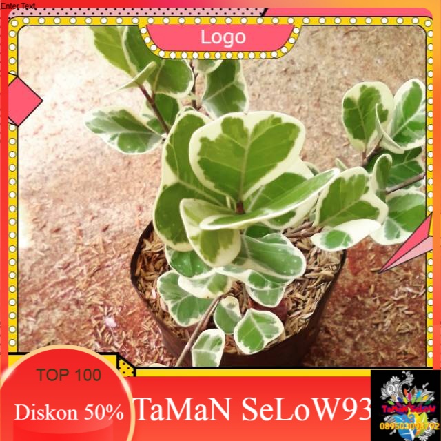 Tanaman hias Ficus triangularis