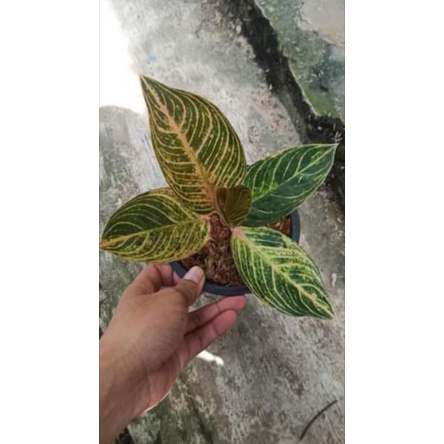 Aglonema golden kresna