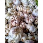 

Bawang Putih 250 gram