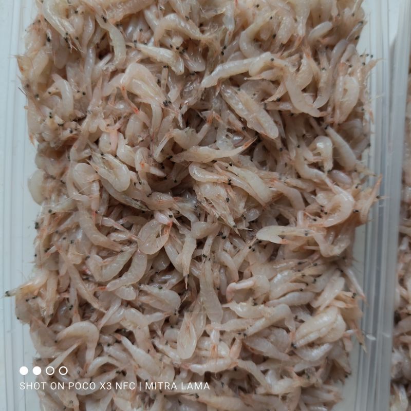 Udang Rebon Kecil Beku untuk Konsumsi atau Pakan Ikan (bukan Cacing Beku Kutu Air Ikan Cere)