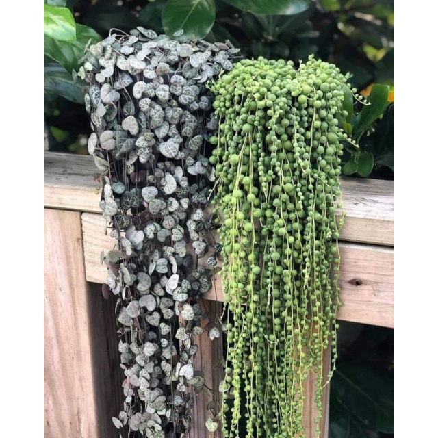 PROMO  String Of Heart , String Of Pearl & String Of Pearl Variegata