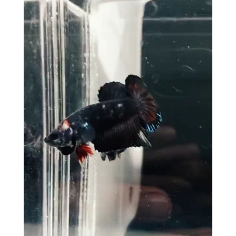 Cupang  Avatar Gordon (Satu Pair)