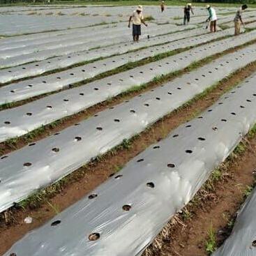 PLASTIK MULSA HITAM PERAK "TANI MAJU 50/100 CM X 310 M