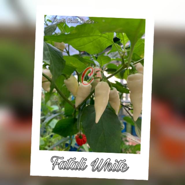 

Buah / Biji FATALY WHITE