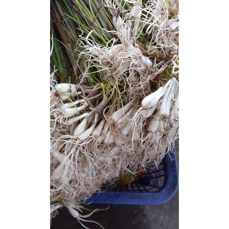 

bawang rambu atau bawang batak