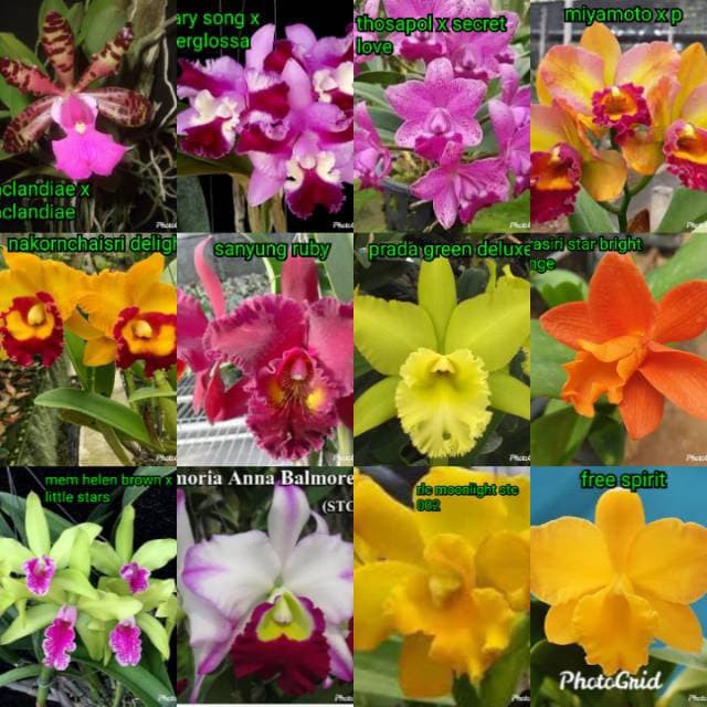 anggrek catleya remaja- tanaman hias anggrek catleya belum berbunga