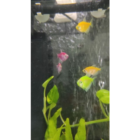 ikan glowfish glofish aquascpe import