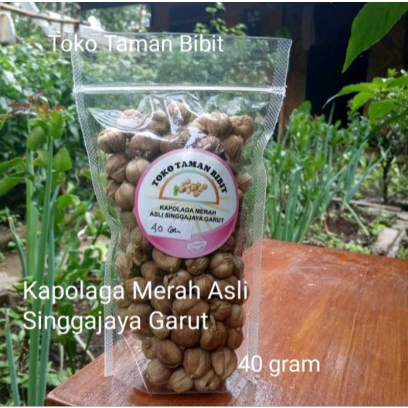 

Kapolaga Kering Asli Singgajaya Garut