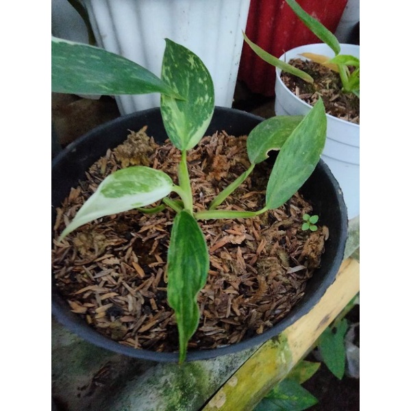 josebuono philodendron