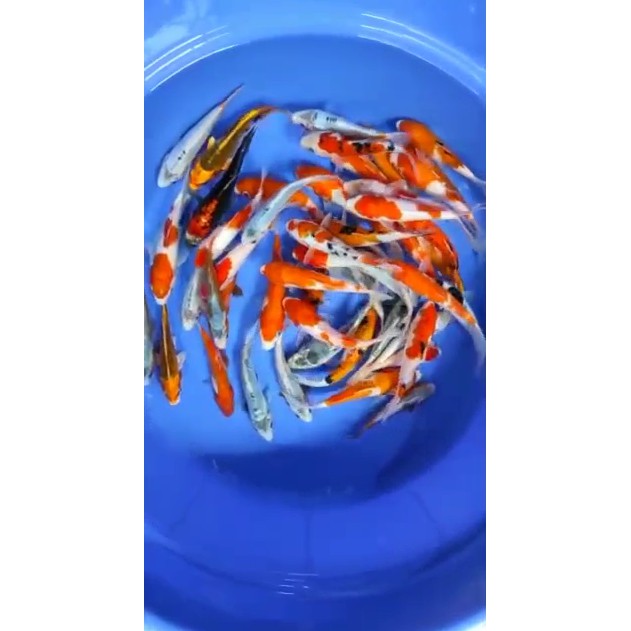 PROMO MURAH//IKAN KOI MURAH | JENIS IKAN KOI SUPER BAGUS | BIBITAN KOI | IKAN KOI