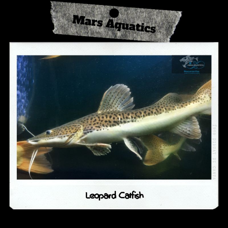 Hiasan Aquarium Leopard Catfish High Quality Mars Aquatics Big Size