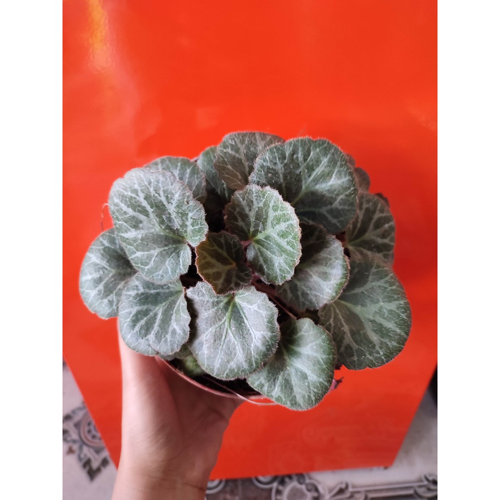 Bunga Begonia Strawberry Cantik Murah