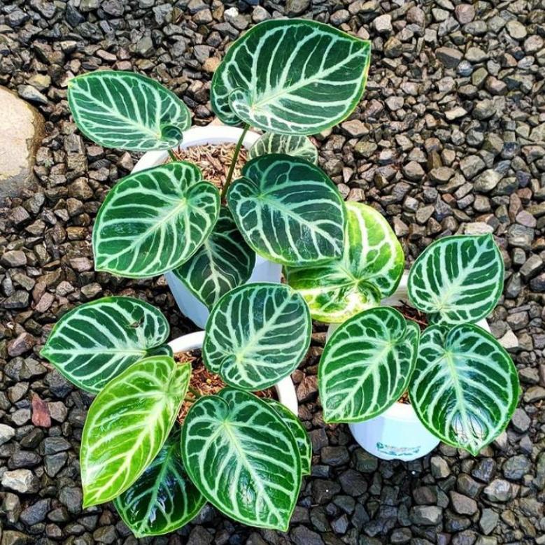 [KODE PRODUK RPFHI3743] Promo Tanaman Anthurium Crystalinum SILVER DORAYAKI 100% ORI Kuping Gajah - 