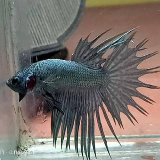 Jual cupang crowntail  Cooper Shopee Indonesia