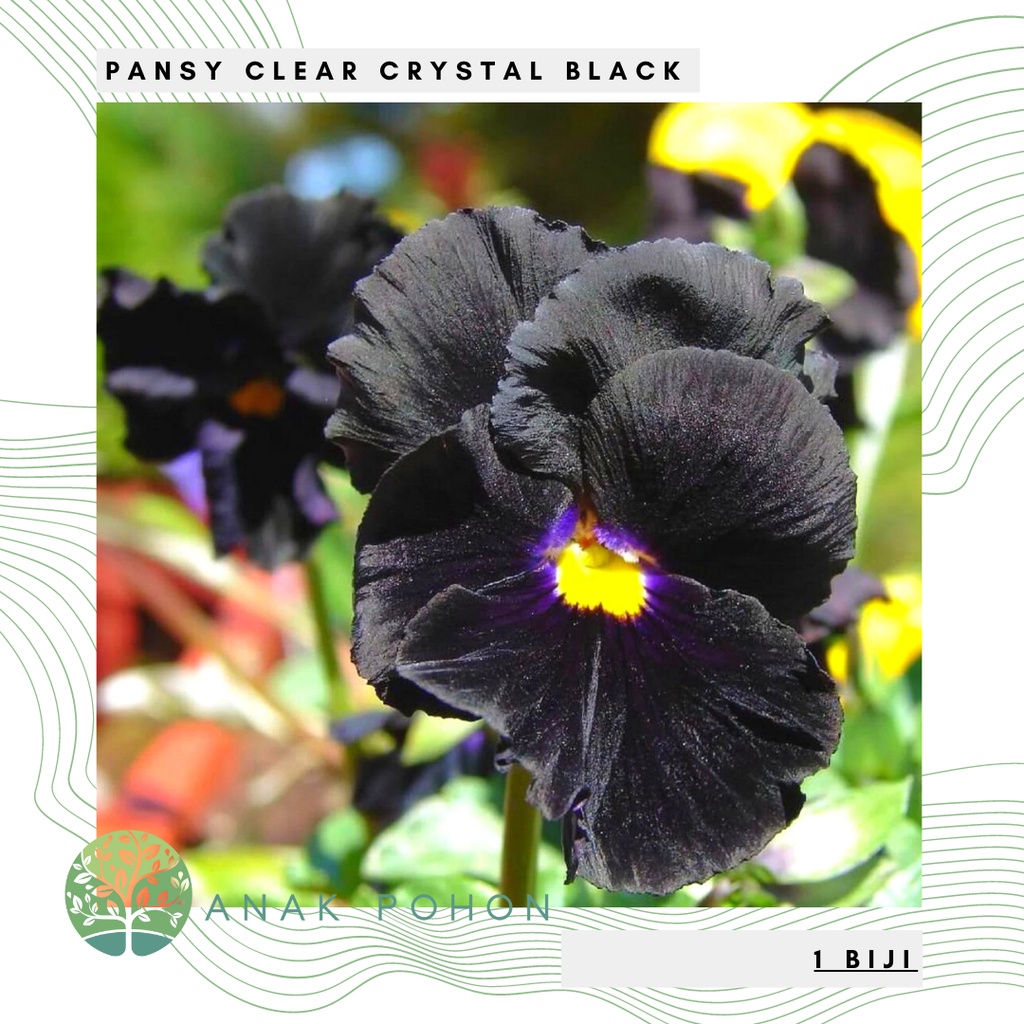 Benih Bibit Biji - Bunga Pansy Clear Crystal Black Flower Seeds - IMPORT