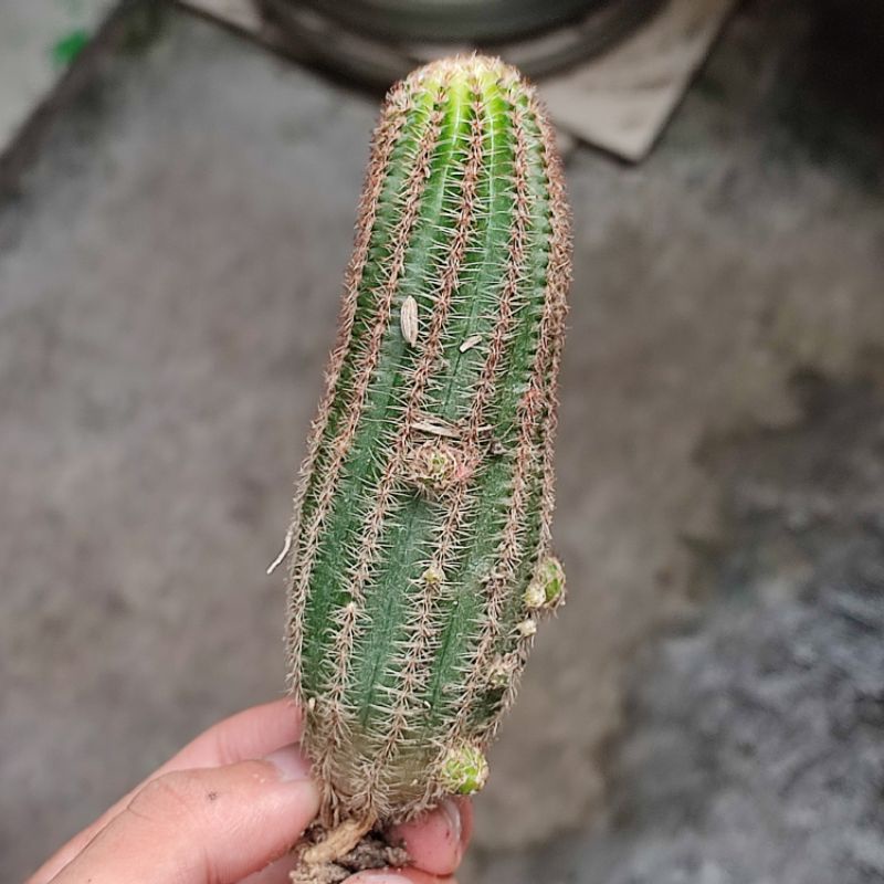 Kaktus Rebutia Torquata /Echinopsis kepala catur/Kaktus ownroot