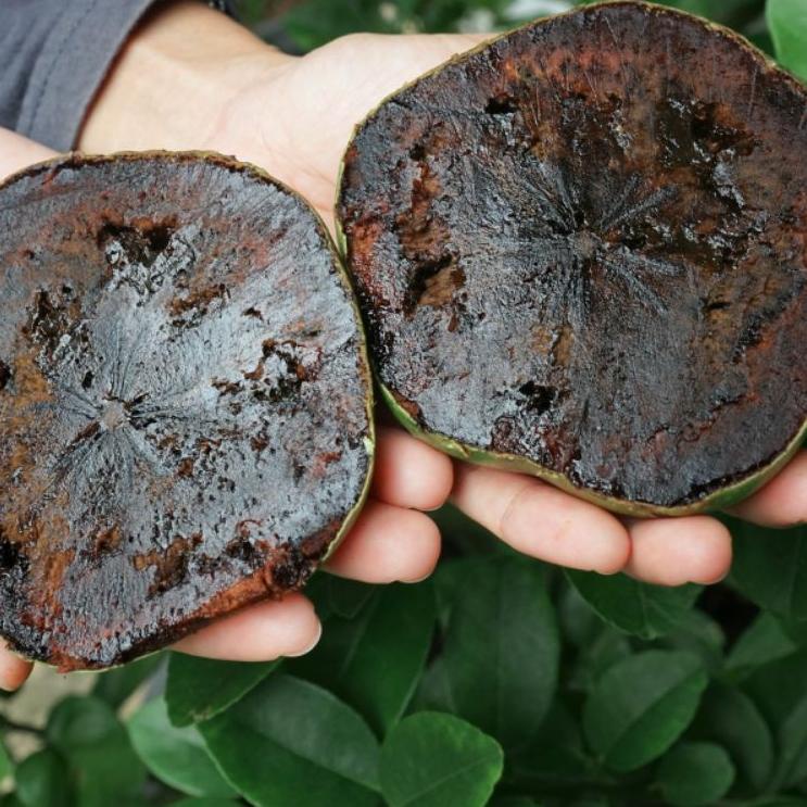 

➴Paling Popular✷ Buah giant black sapote Z94