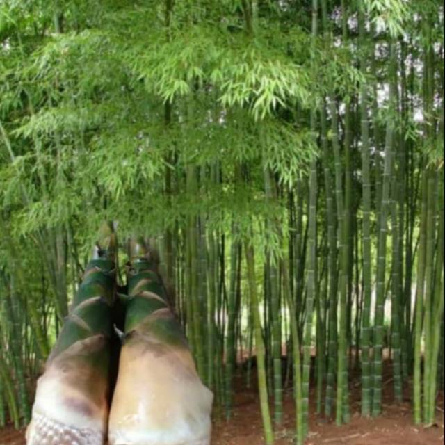 Rebung sayur rebung bambu petung