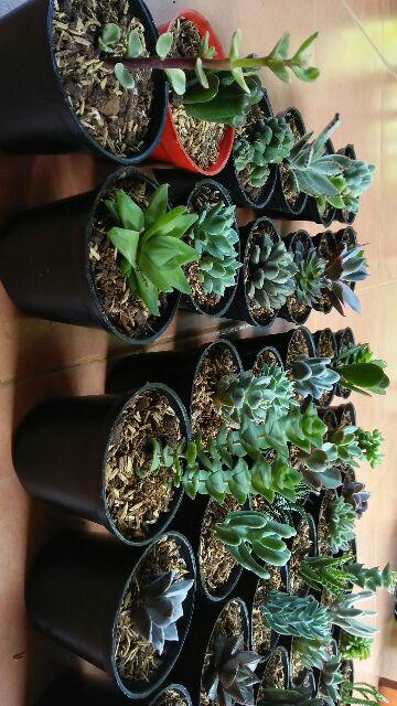 Paket Sekulen 50 Pcs