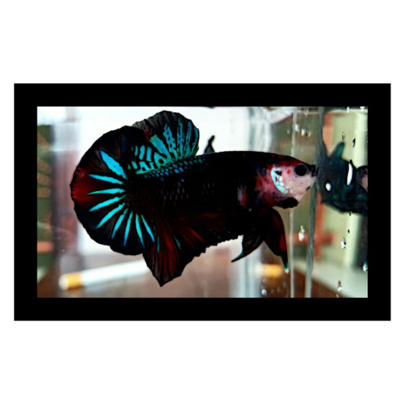 

ikan cupang Black koi Grade