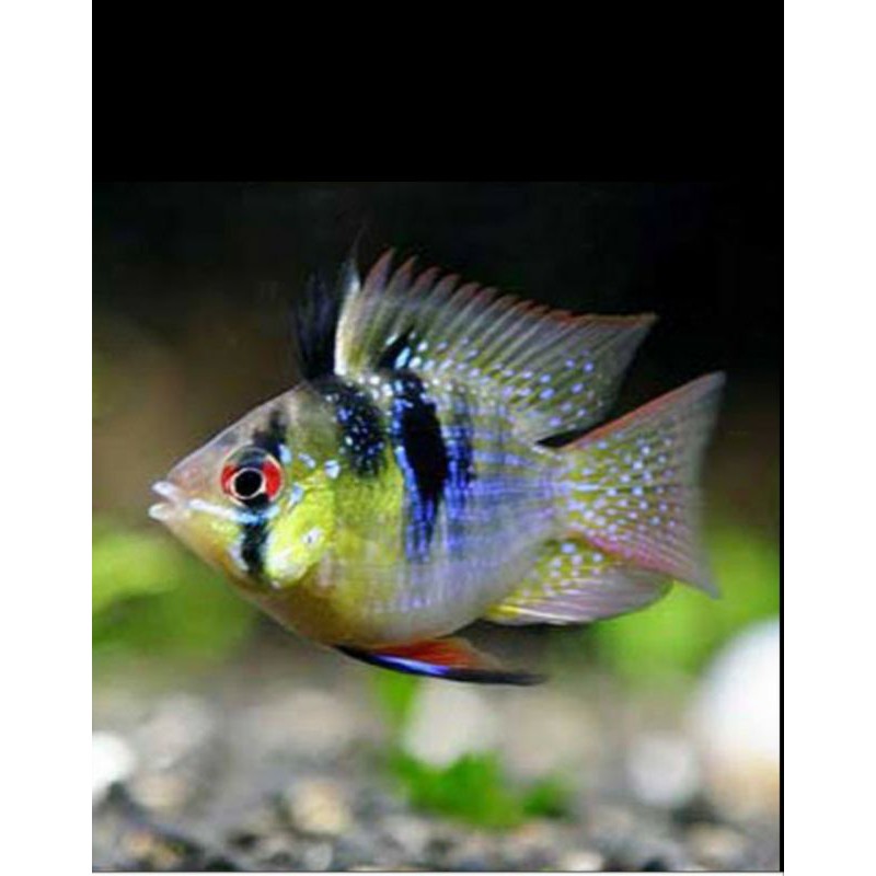 ikan hias ramirezi blue electric