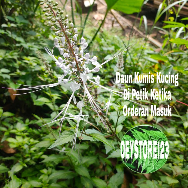 

daun kumis kucing segar fresh harga untuk 1 kg