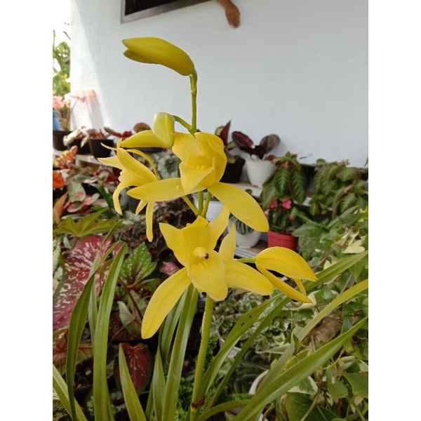 anggrek tanah cymbidium golden boy