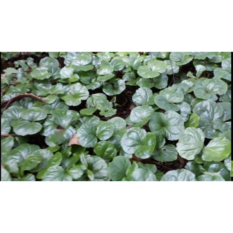 Kecambah Kopi Arabika Ateng Super/Bibit Kopi Kecambah