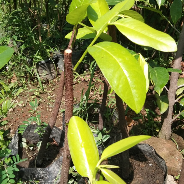 Tanaman Buah Black Sapote Jumbo okulasi ( Sawo Hitam )