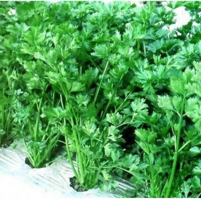 Benih Bibit Seledri Summer Known You Seed Repack Eceran Murah Berkualitas