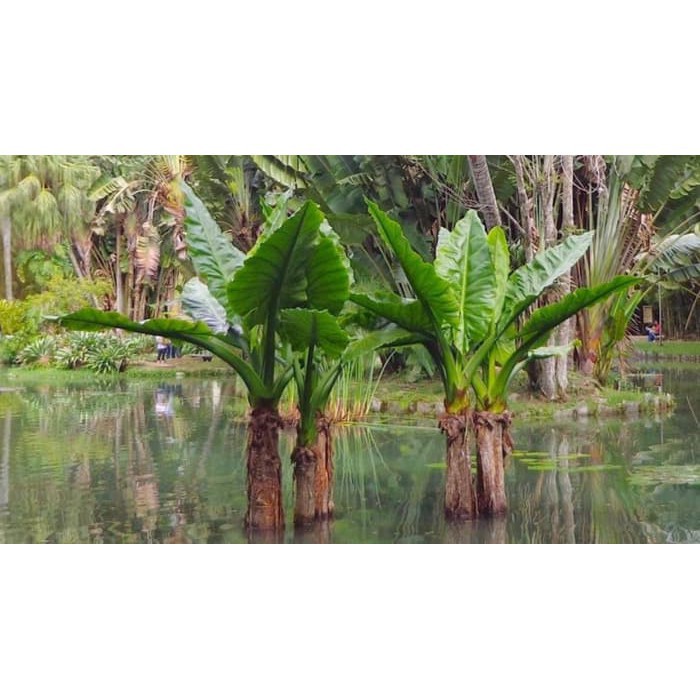 tanaman hias pisang amazon madagascar