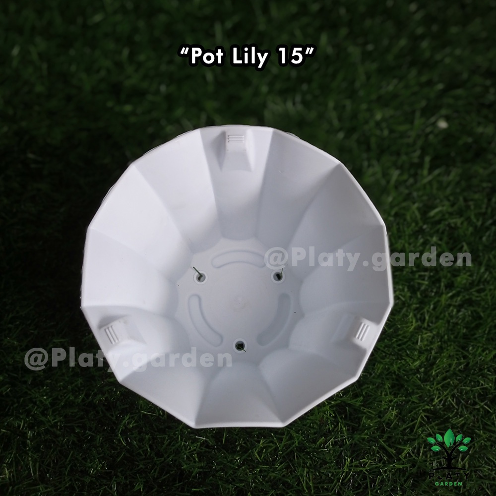 Pot Lily 15