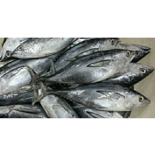 

Gg01Hh Ikan Tongkol Ds01Gkk