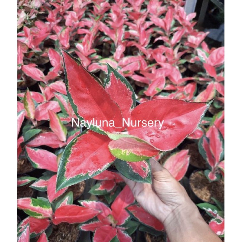 Aglonema Suksom Lilin