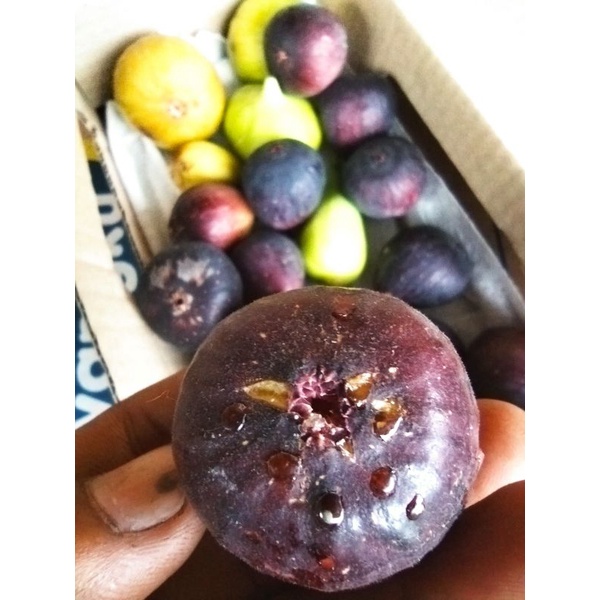 

Buah tin segar 1/2 kg