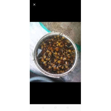 KERANG REMIS SEGAR HERBAL