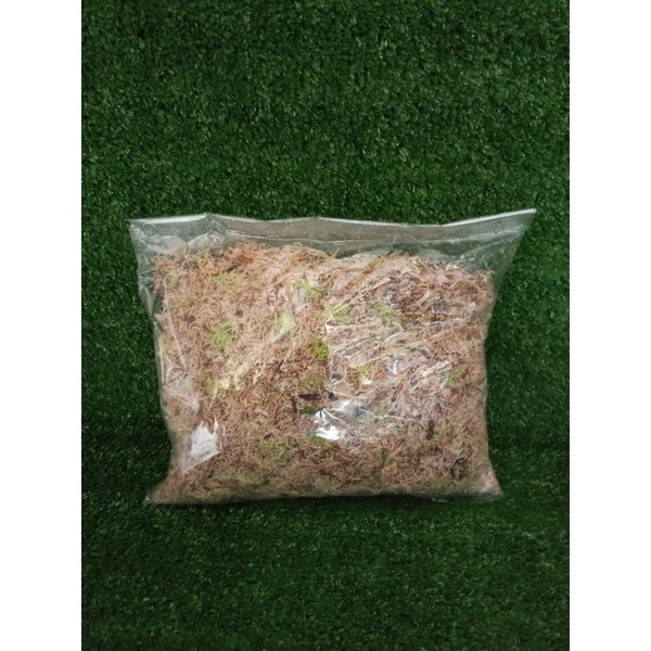 Spagnum moss, moss putih lokal murah, media tanam moss 100gram