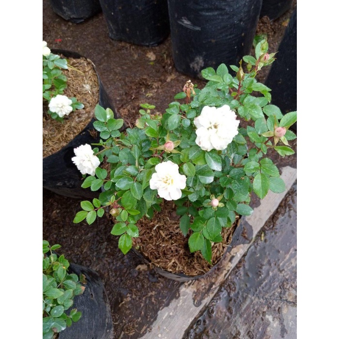 mawar import green ice (rosa sp)-mawar import- mawar berbunga- pohon hidup