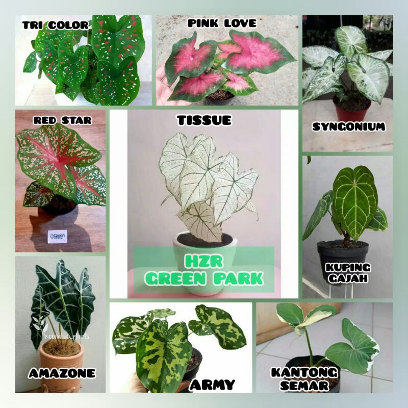 Jual Murah 9 Jenis Tanaman Keladi Caladium Dalam Satu Paket Indonesia Shopee Indonesia