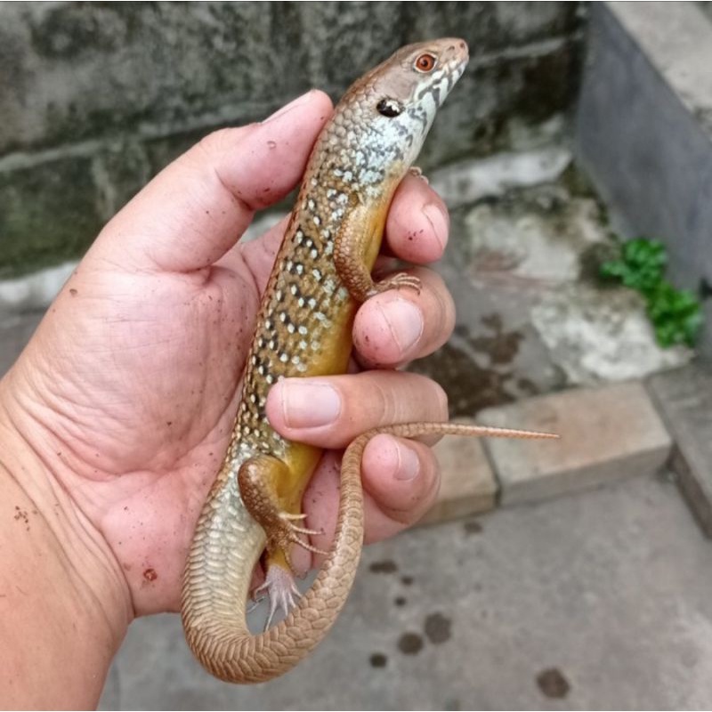 Bellatorias Frerei major skink bukan panana