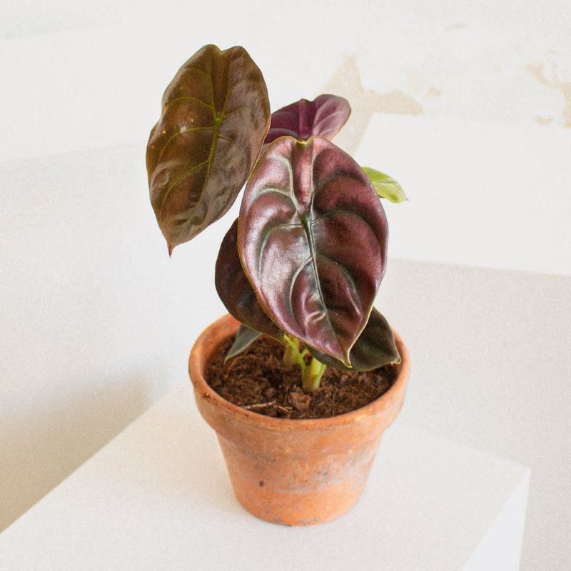 keladi tengkorak - alocasia cuprea - alocasia tengkorak cuprea - tanaman hias cuprea